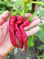 Πιπεριά Καυτερή ''Guernica'' - Image 3