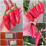 Πιπεριά ''Jalapeno'' Κόκκινη
