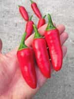 Πιπεριά ''Jalapeno'' Κόκκινη - Image 2