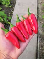 Πιπεριά ''Jalapeno'' Κόκκινη - Image 3