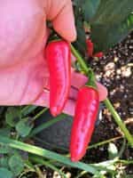 Πιπεριά ''Jalapeno'' Κόκκινη - Image 4