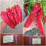 Πιπεριά Γίγας ''Ramiro''