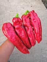 Πιπεριά Γίγας ''Ramiro'' - Image 2