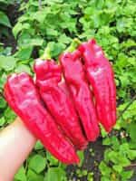 Πιπεριά Γίγας ''Ramiro'' - Image 3