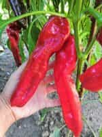 Πιπεριά Γίγας ''Ramiro'' - Image 4