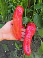 Πιπεριά Γίγας ''Ramiro'' - Image 5