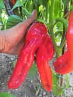 Πιπεριά Γίγας ''Ramiro'' - Image 6