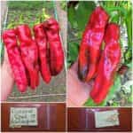 Πιπεριά Γίγας ''Aconcagua''