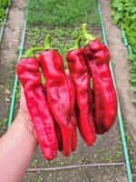 Πιπεριά Γίγας ''Aconcagua'' - Image 2