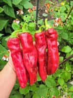 Πιπεριά Γίγας ''Aconcagua'' - Image 3