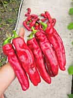 Πιπεριά Γίγας ''Aconcagua'' - Image 4