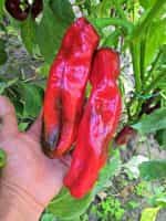 Πιπεριά Γίγας ''Aconcagua'' - Image 5