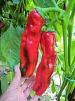 Πιπεριά Γίγας ''Aconcagua'' - Image 6