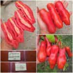 Ντομάτα ''Kazanova''