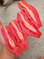 Ντομάτα ''Kazanova'' - Image 2