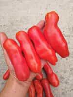 Ντομάτα ''Kazanova'' - Image 3