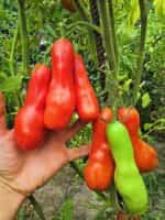 Ντομάτα ''Kazanova'' - Image 4