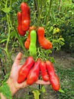 Ντομάτα ''Kazanova'' - Image 5