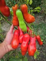 Ντομάτα ''Kazanova'' - Image 6