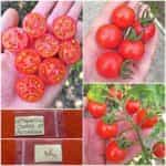 Ντοματίνι Κόκκινο ''Cherry Accordion''