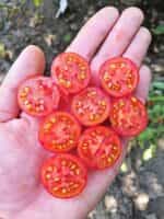 Ντοματίνι Κόκκινο ''Cherry Accordion'' - Image 2