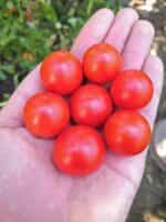 Ντοματίνι Κόκκινο ''Cherry Accordion'' - Image 3