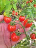 Ντοματίνι Κόκκινο ''Cherry Accordion'' - Image 4