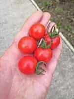 Ντοματίνι Κόκκινο ''Cherry Accordion'' - Image 5