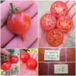 Ντοματίνι ''Heaven Oregon''