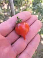 Ντοματίνι ''Heaven Oregon'' - Image 2