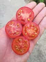 Ντοματίνι ''Heaven Oregon'' - Image 3