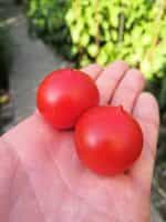 Ντοματίνι ''Heaven Oregon'' - Image 4