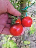Ντοματίνι ''Heaven Oregon'' - Image 5