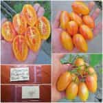 Ντοματίνι Βελανίδι ''Blush Tiger''