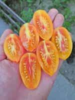 Ντοματίνι Βελανίδι ''Blush Tiger'' - Image 2