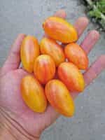 Ντοματίνι Βελανίδι ''Blush Tiger'' - Image 3