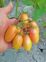 Ντοματίνι Βελανίδι ''Blush Tiger'' - Image 4