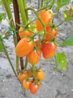 Ντοματίνι Βελανίδι ''Blush Tiger'' - Image 5