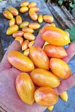 Ντοματίνι Βελανίδι ''Blush Tiger'' - Image 6