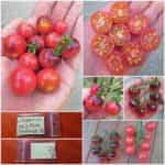 Ντοματίνι ''Blue Pink Berries''