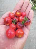 Ντοματίνι ''Blue Pink Berries'' - Image 2