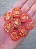 Ντοματίνι ''Blue Pink Berries'' - Image 3