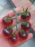 Ντοματίνι ''Blue Pink Berries'' - Image 4