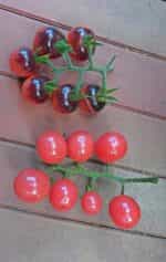 Ντοματίνι ''Blue Pink Berries'' - Image 5