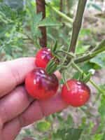 Ντοματίνι ''Blue Pink Berries'' - Image 6