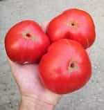 Ντομάτα ''Mega Marv'' Γίγας - Image 2