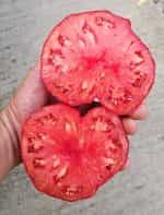 Ντομάτα ''Mega Marv'' Γίγας - Image 3