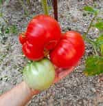 Ντομάτα ''Mega Marv'' Γίγας - Image 4