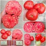 Ντομάτα ''Mega Marv'' Γίγας