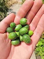 Cucamelon - ''Mexican Sour Gherkin'' - Image 2